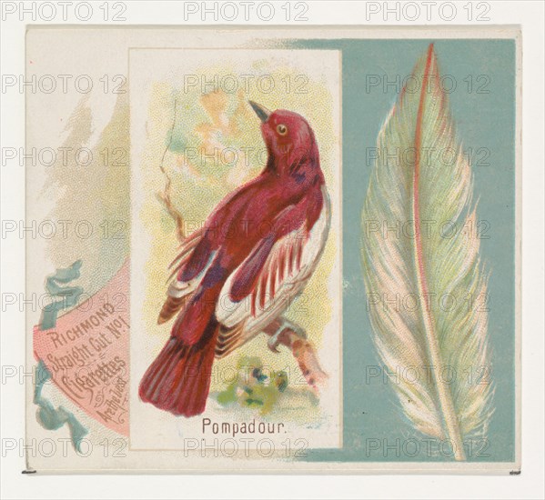 Pompadour, from the Song Birds of the World series (N42) for Allen & Ginter Cigarettes, 1890.