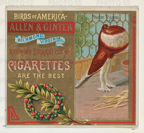 Pouter Pigeon, from the Birds of America series (N37) for Allen & Ginter Cigarettes, 1888.