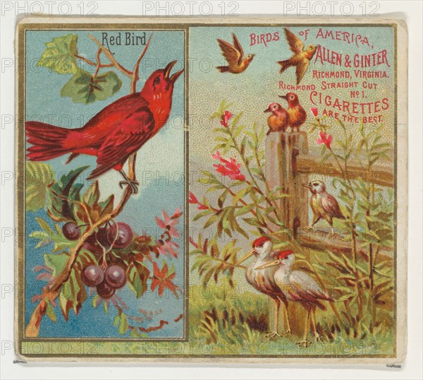 Red Bird, from the Birds of America series (N37) for Allen & Ginter Cigarettes, 1888.