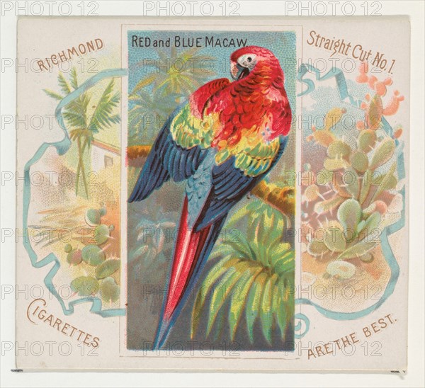 Red and Blue Macaw, from Birds of the Tropics series (N38) for Allen & Ginter Cigarettes, 1889.