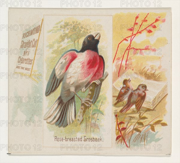 Rose-breasted Grosbeak, from the Song Birds of the World series (N42) for Allen & Ginter Cigarettes, 1890.