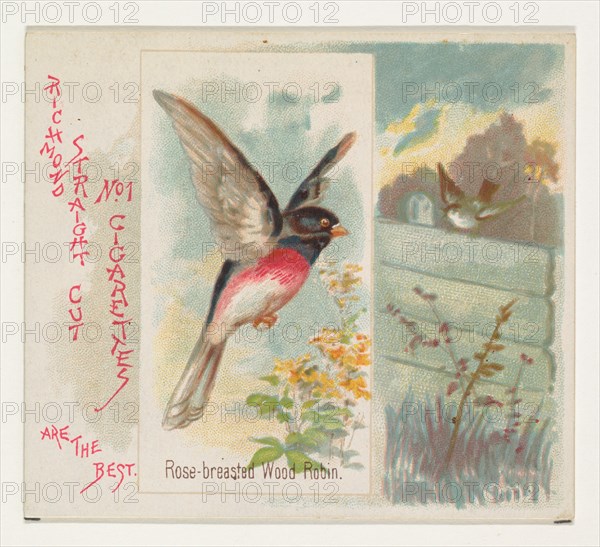 Rose-breasted Wood Robin, from the Song Birds of the World series (N42) for Allen & Ginter Cigarettes, 1890.