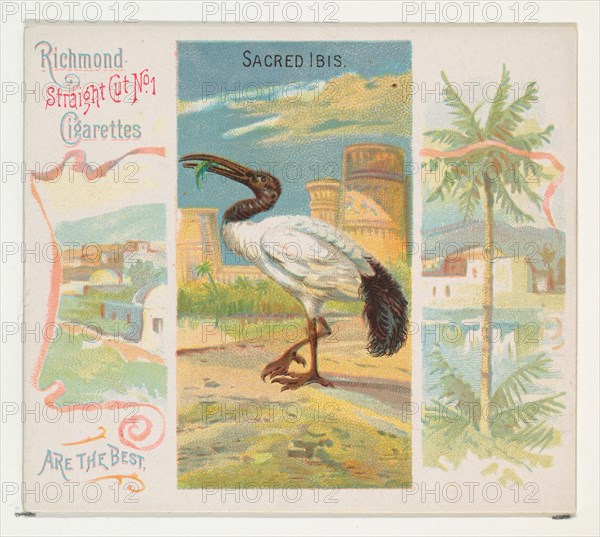Sacred Ibis, from Birds of the Tropics series (N38) for Allen & Ginter Cigarettes, 1889.