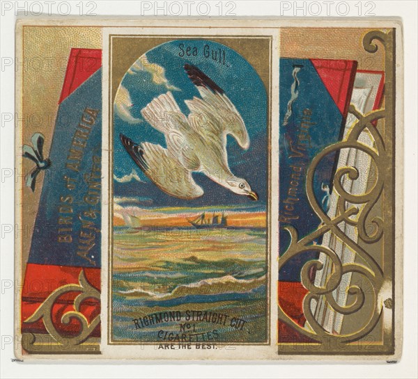 Seagull, from the Birds of America series (N37) for Allen & Ginter Cigarettes, 1888.