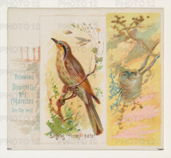 Singing Honey-eater, from the Song Birds of the World series (N42) for Allen & Ginter Cigarettes, 1890.