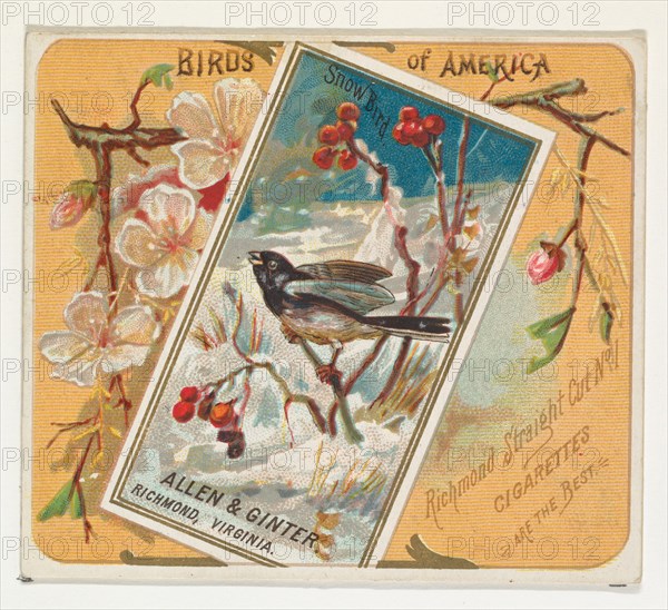 Snow Bird, from the Birds of America series (N37) for Allen & Ginter Cigarettes, 1888.