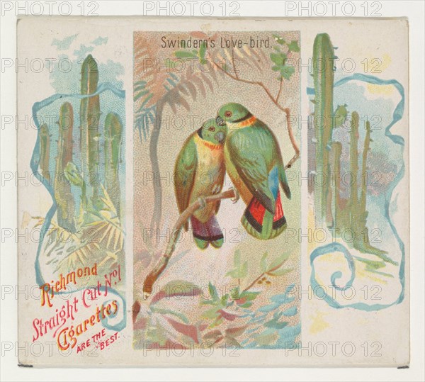 Swintern's Love-bird, from Birds of the Tropics series (N38) for Allen & Ginter Cigarettes, 1889.