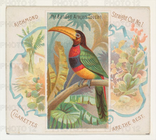 The Banded Aracari Toucan, from Birds of the Tropics series (N38) for Allen & Ginter Cigarettes, 1889.