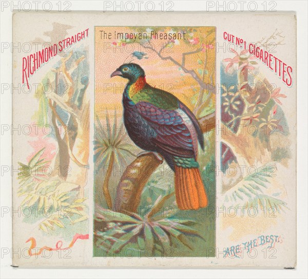 The Impeyan Pheasant, from Birds of the Tropics series (N38) for Allen & Ginter Cigarettes, 1889.