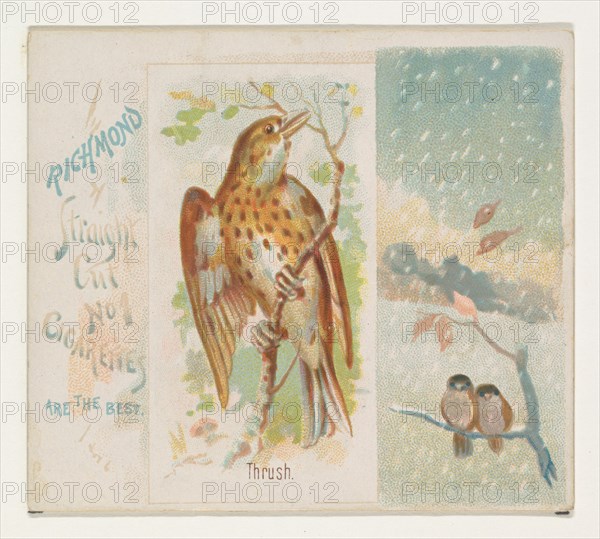 Thrush, from the Song Birds of the World series (N42) for Allen & Ginter Cigarettes, 1890.