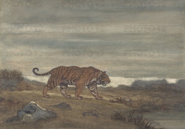Tiger Approaching Pool, 1810-75.