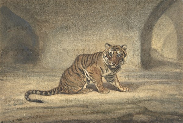 Tiger, 1810-75.