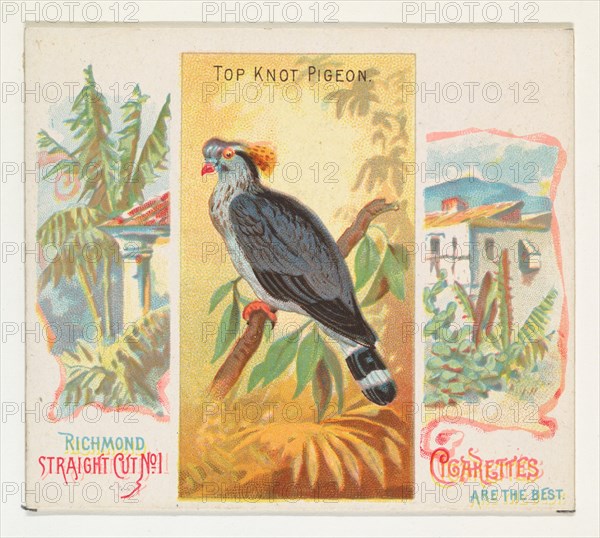 Top Knot Pigeon, from Birds of the Tropics series (N38) for Allen & Ginter Cigarettes, 1889.