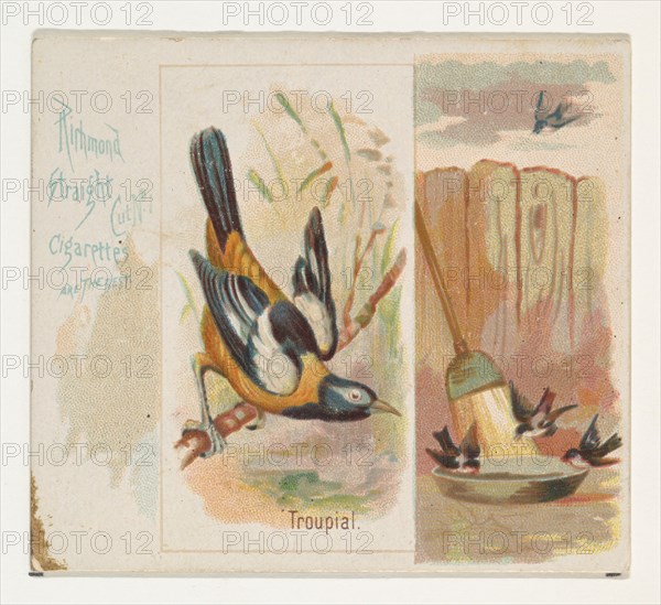 Troupial, from the Song Birds of the World series (N42) for Allen & Ginter Cigarettes, 1890.