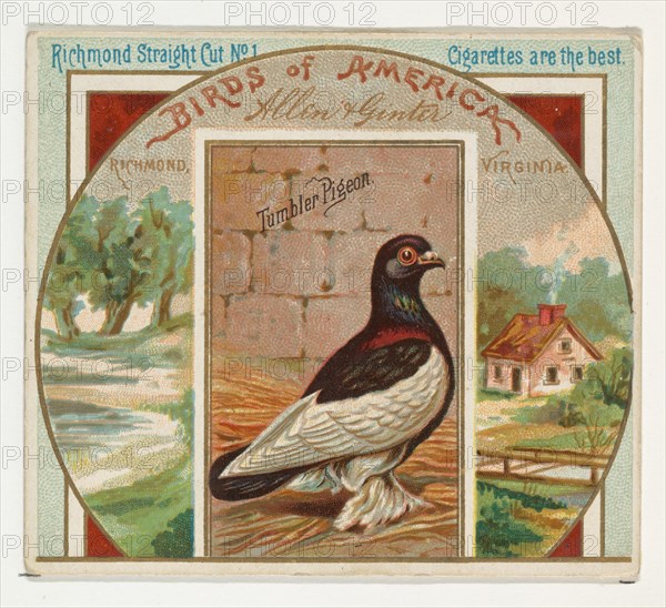 Tumbler Pigeon, from the Birds of America series (N37) for Allen & Ginter Cigarettes, 1888.