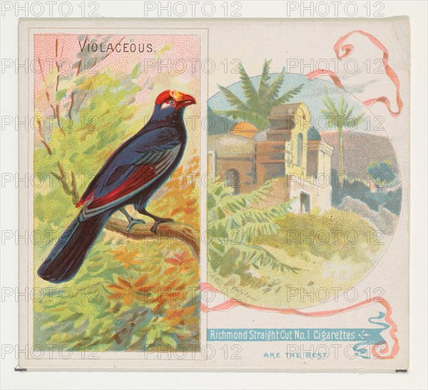 Violaceous, from Birds of the Tropics series (N38) for Allen & Ginter Cigarettes, 1889.