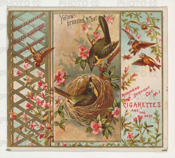 Yellow-breasted Chat, from the Birds of America series (N37) for Allen & Ginter Cigarettes, 1888.