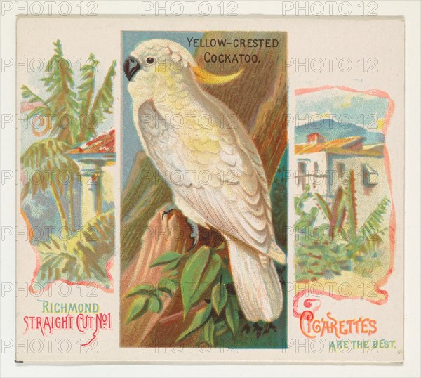 Yellow-Crested Cockatoo, from Birds of the Tropics series (N38) for Allen & Ginter Cigarettes, 1889.