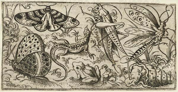 Group of insects and animals on a plain ground with grass, including a butterfly, a dragonfly, a moth, a cricket, a lizard, a frog, and a snail, 1530 - 1562. From Douce Ornament Prints Album I.
