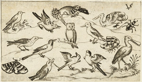 Twelve types of birds, including an owl and pelican, individually labelled and positioned on a minimal ground surrounded by a moth, butterfly, and ladybug, after 1557. From Douce Ornament Prints Album I.