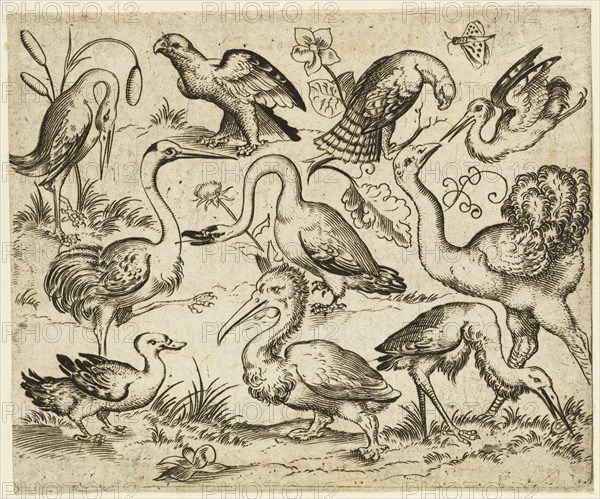 Ostrich on left side with nine other birds, including a heron and a pelican, depicted on a minimal ground with patches of foliage around some of the birds, after 1557. From Douce Ornament Prints Album I.