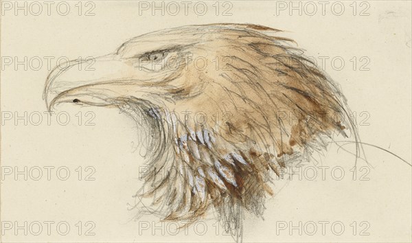 The Head of a common Golden Eagle, from Life, 8 - 11 September 1870.