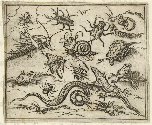 Group of insects and reptiles on plain ground with rocks, including an iguana, a lizard, a snake, a turtle, a scorpion, a snail, a spider, a beetle, and a cricket, 1557. From Douce Ornament Prints Album I.