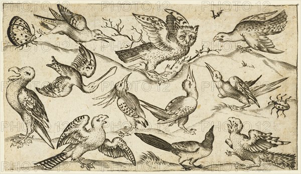 Eleven birds and two insects on minimal ground with owl with wings outstretched sitting on a branch in centre with other birds surrounding and teasing owl, after 1572. From Douce Ornament Prints Album I.
