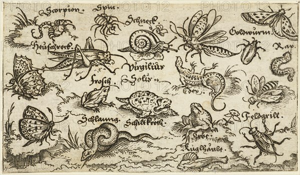Insects, reptiles, snails, and fish on minimal ground with water in foreground, animals include a snake, turtle, cricket, frog, bee, scorpion, and caterpillar, 1572. From Douce Ornament Prints Album I.