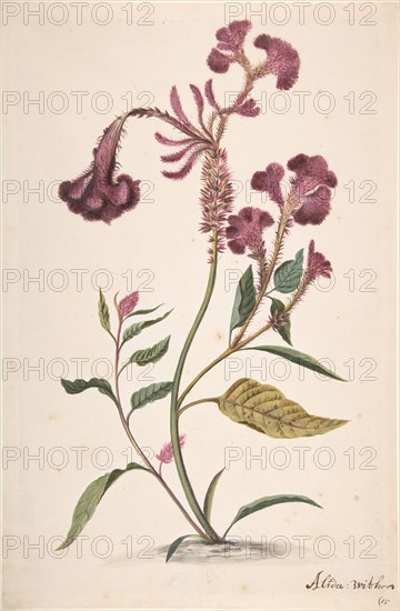 Study of a Hanekam (Celosia argentea), n.d..