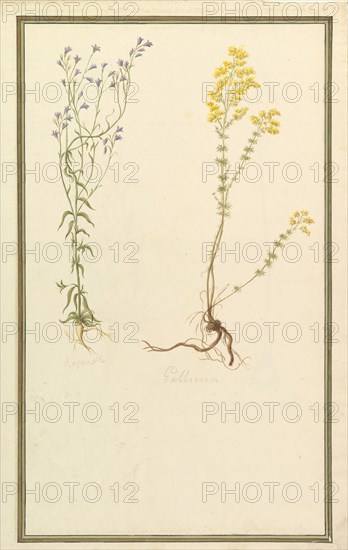 Botanical Studies, ca. 1820.