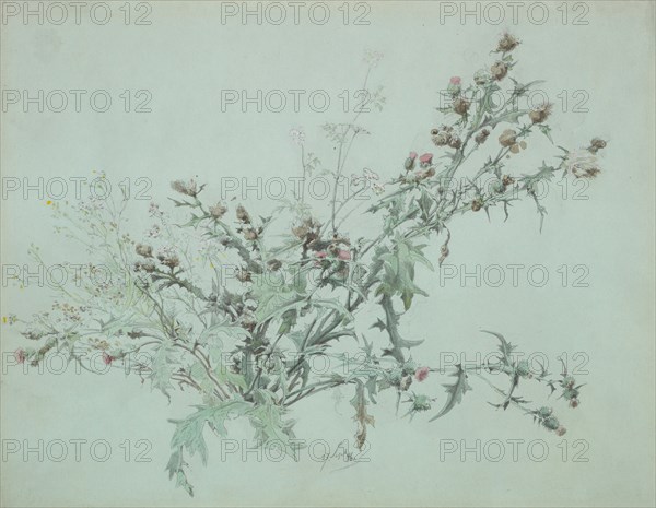 Study of a Flowering Thistle, 1846.