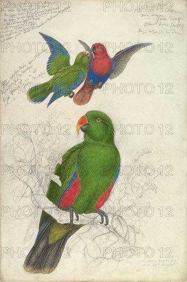 Eclectus Roratus Polychloros, ca. 1830-32.