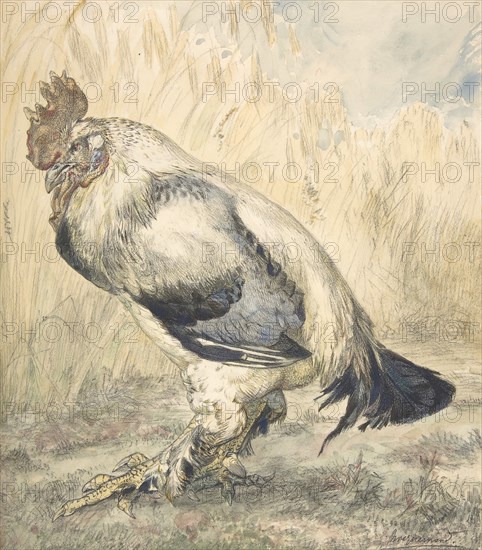 The Old Cock, ca. 1882.