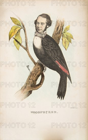 Woodpecker (William B. Gihon), from The Comic Natural History of the Human Race, 1851.
