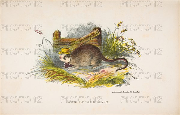 One of the Rats, from The Comic Natural History of the Human Race, 1851.