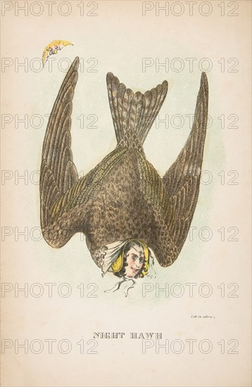 Night Hawk, from The Comic Natural History of the Human Race, 1851.