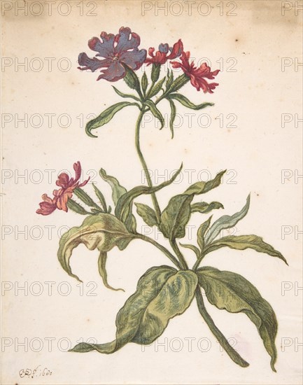 Study of a red catchfly (Lychnis hirsuta), 1680.