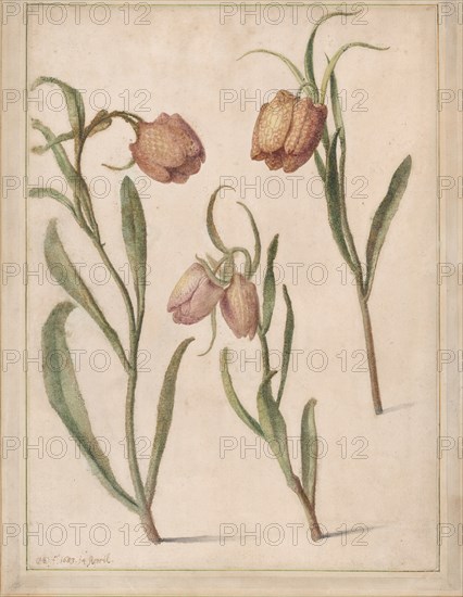 Study of Three Fritillaries, 1683.