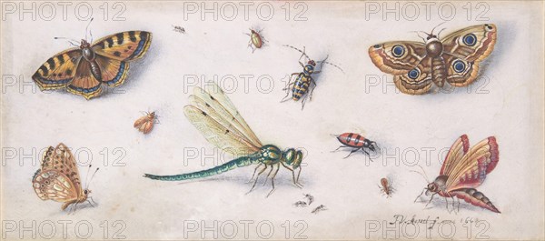 Insects, Butterflies, and a Dragonfly, 17th century.
