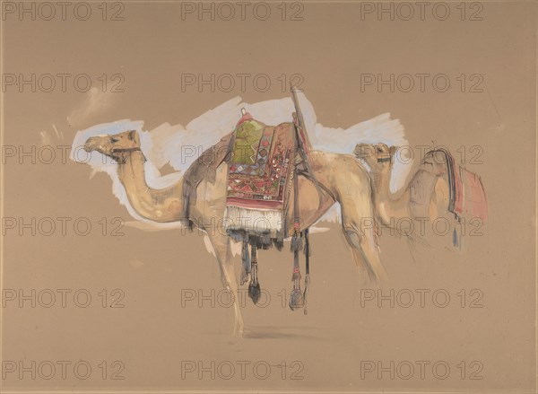 Two Camels, ca. 1843.