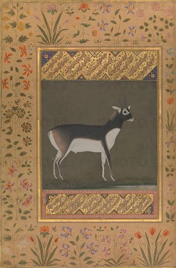 Black Buck, Folio from the Shah Jahan Album, recto: ca. 1615-20; verso: ca. 1530-50.