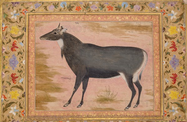 Study of a Nilgai (Blue Bull), Folio from the Shah Jahan Album, verso: ca. 1620; recto ca. 1540.