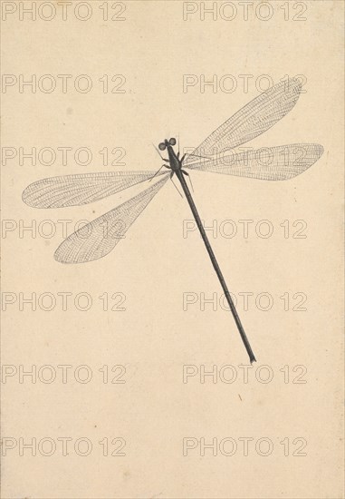 A Dragonfly, early 18th-mid 18th century.