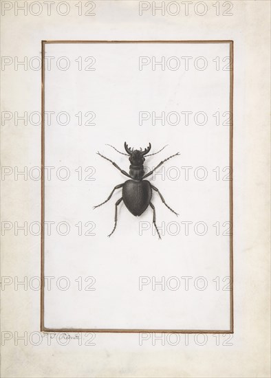 A Stag Beetle, .