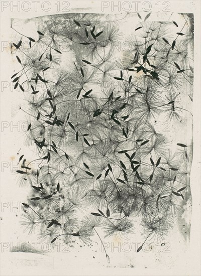 [Dandelion Seeds], 1858 or later.