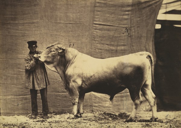 [Bull from Glane, Canton of Fribourg], 1856.