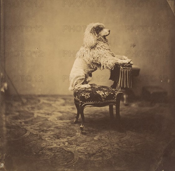 [Empress Eugénie's Poodle], 1850s.