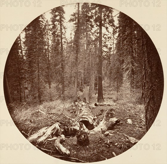 [Yosemite National Park, California], ca. 1878.