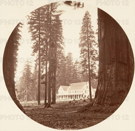 W. C. Bryant - Calaveras Grove, ca. 1878.